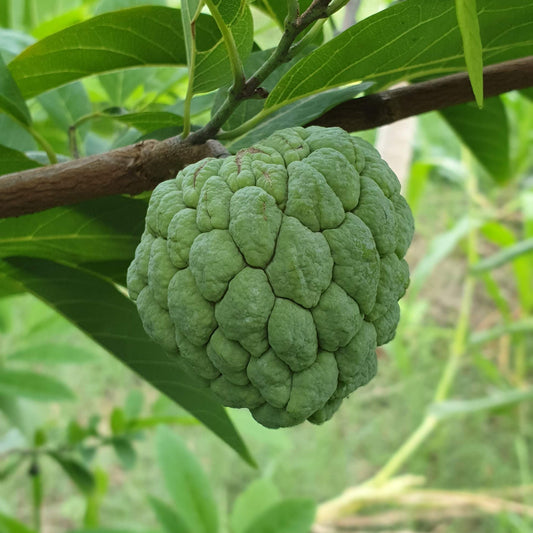 Custard Apple seeds