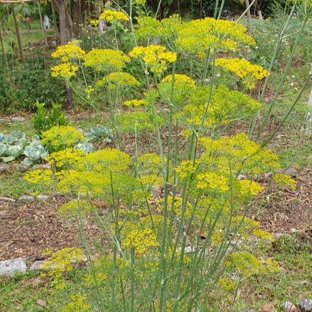 Dill seeds