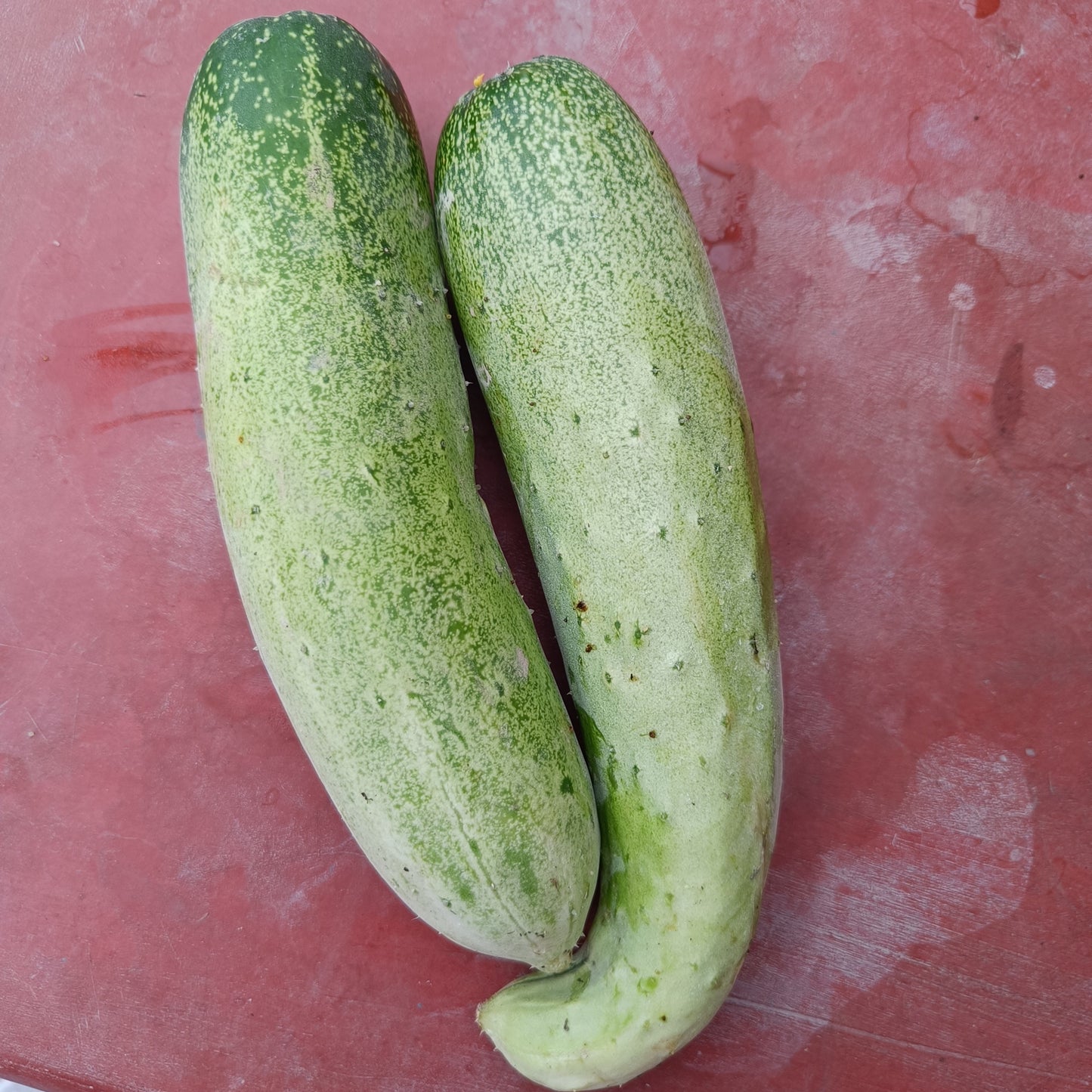 Cucumber 🥒 Seeds