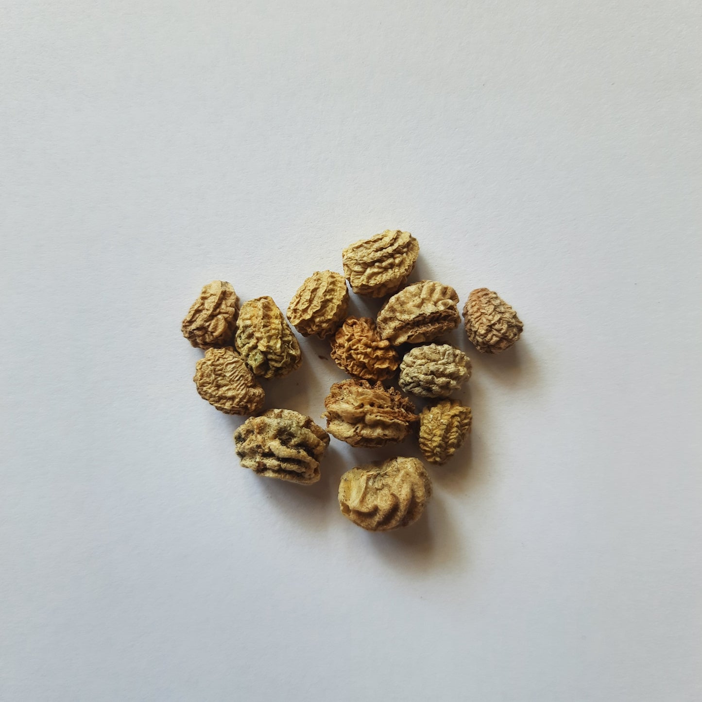 Nasturtium seeds