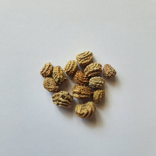 Nasturtium seeds