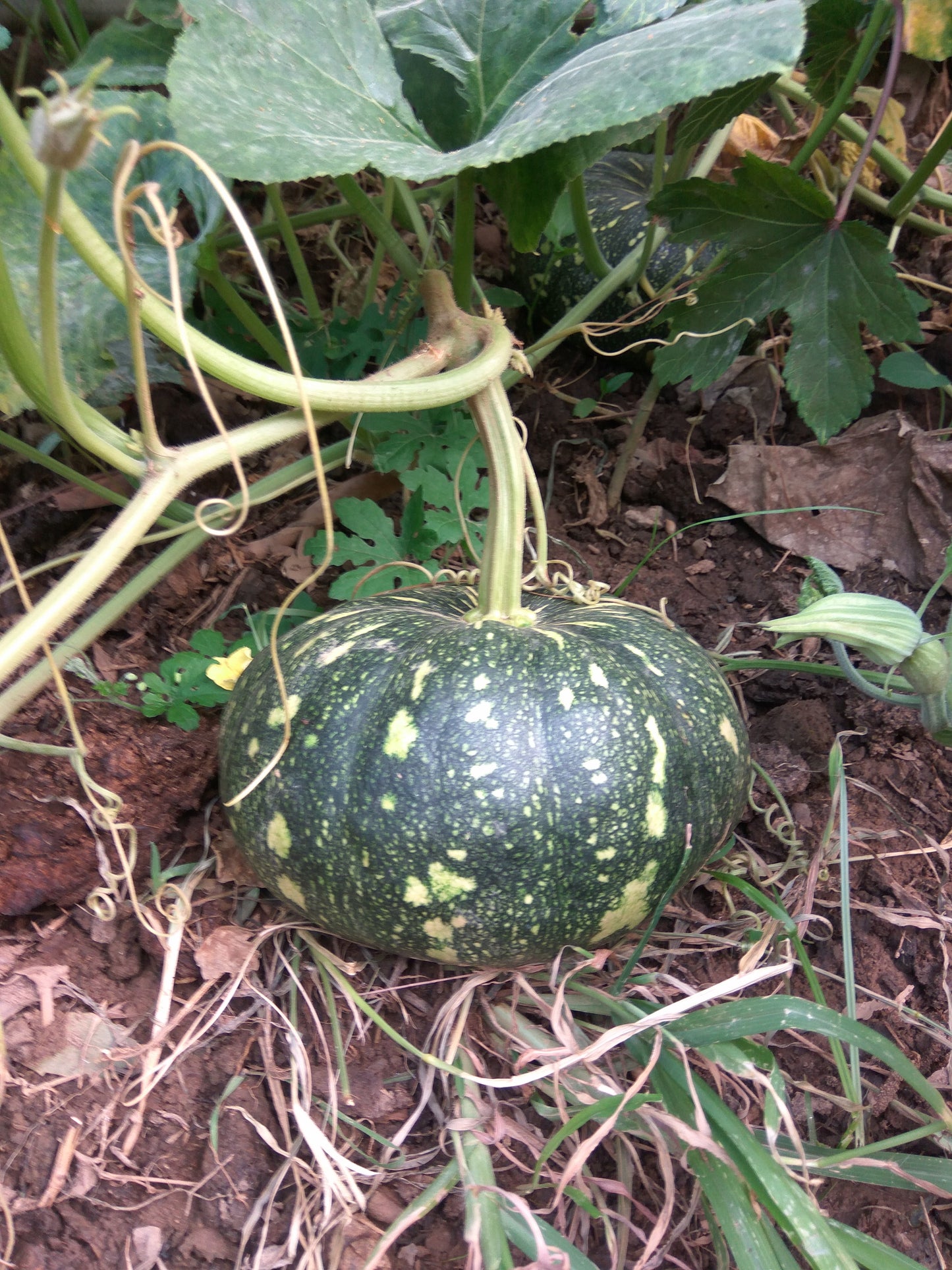 Pumpkin Seeds