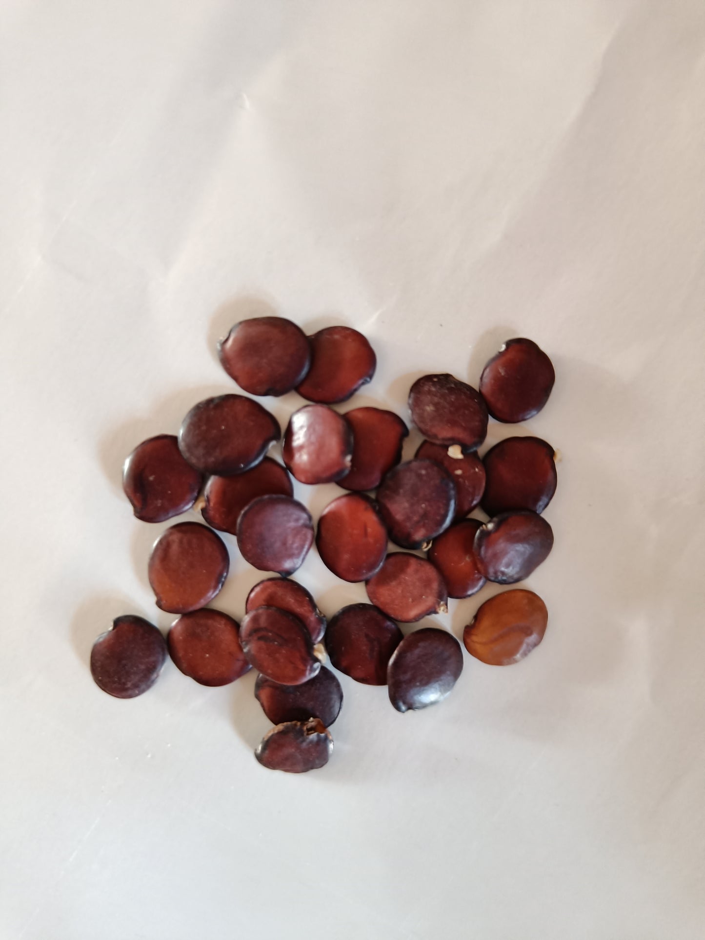 Glyricidia Seeds