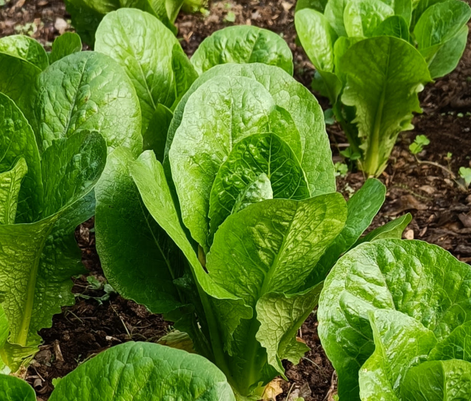 Lettuce Seeds
