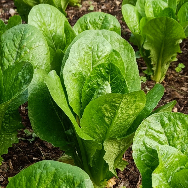Lettuce Seeds