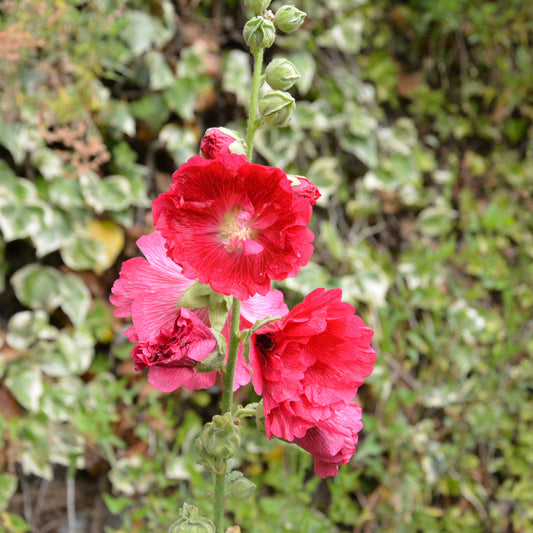 Hollyhock Seeds