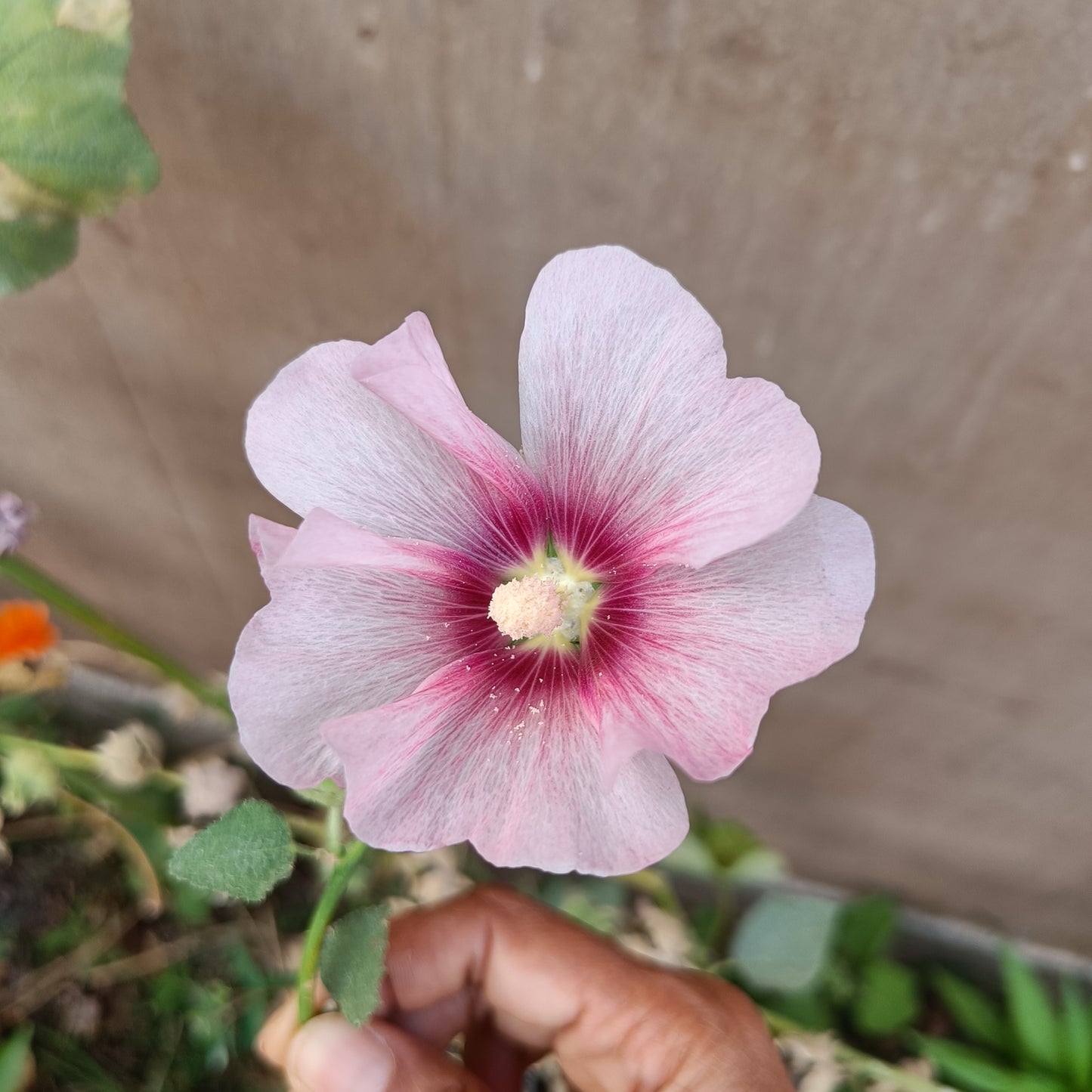 Hollyhock Seeds