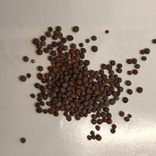 Mustard Seeds