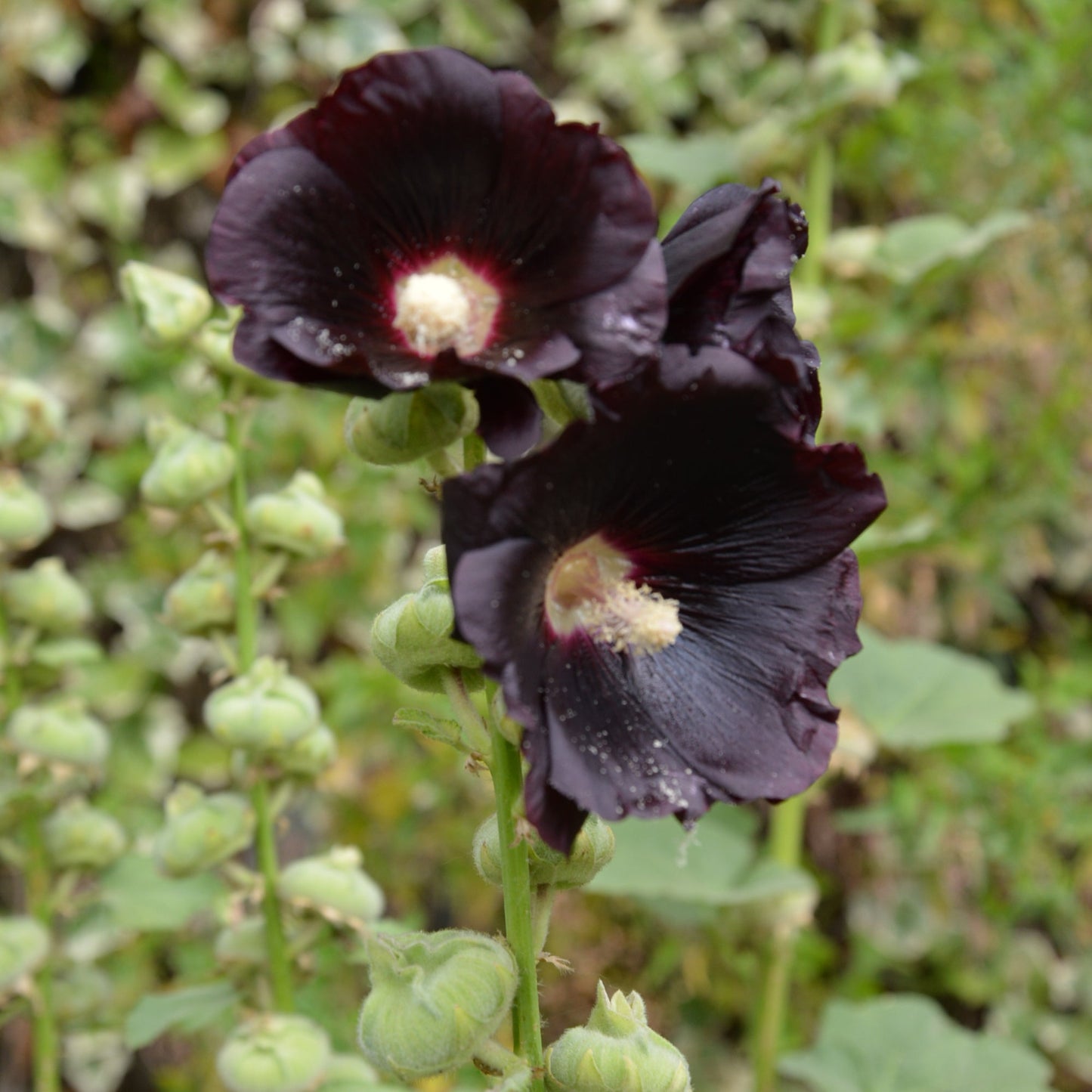 Hollyhock Seeds