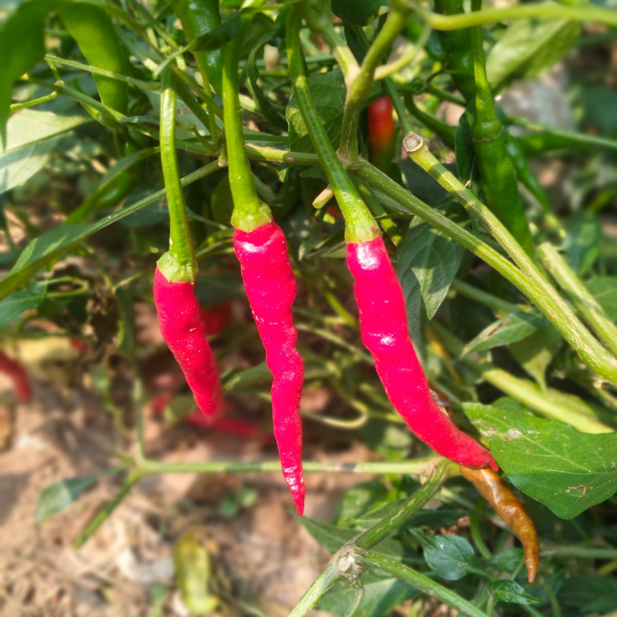 Chilli Seeds