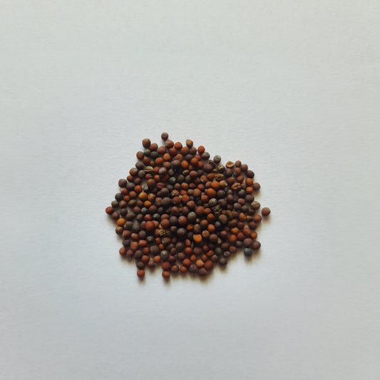 Cauliflower seeds