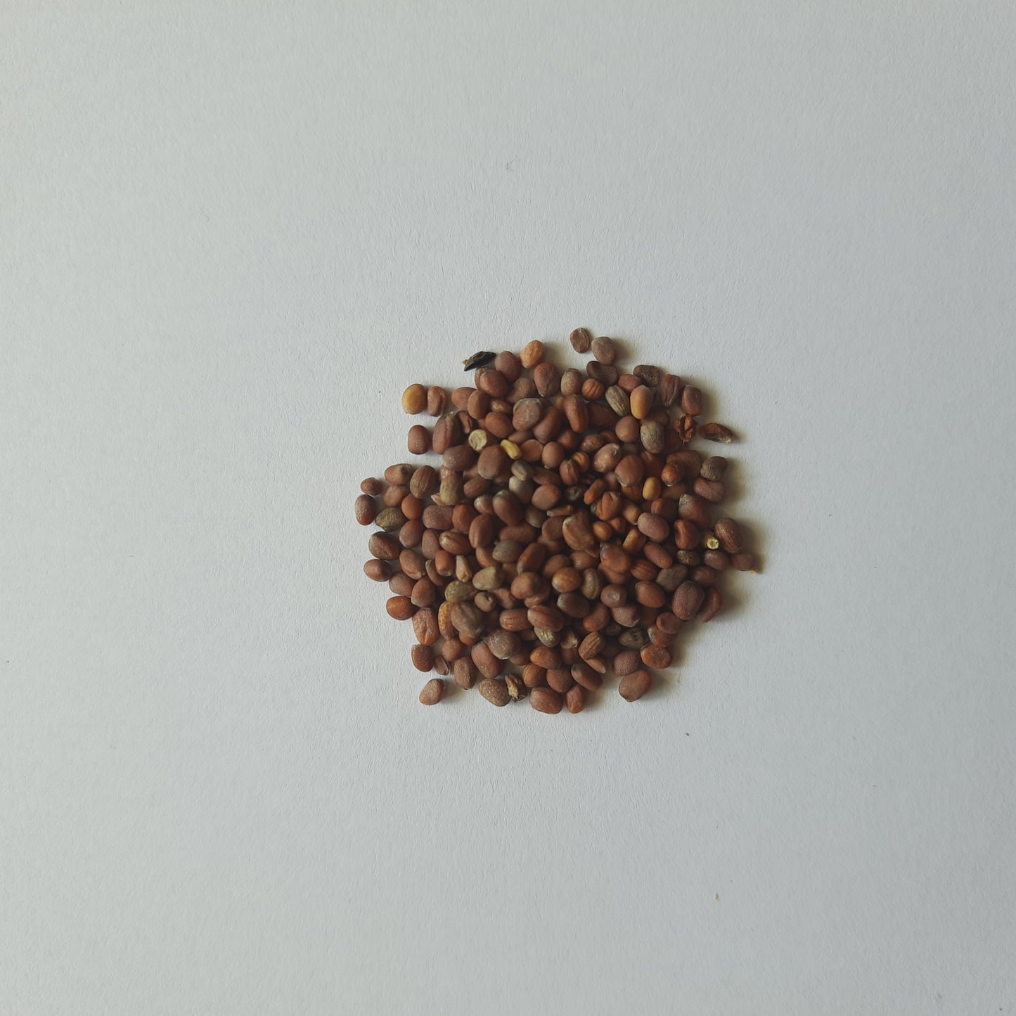 Radish Seeds