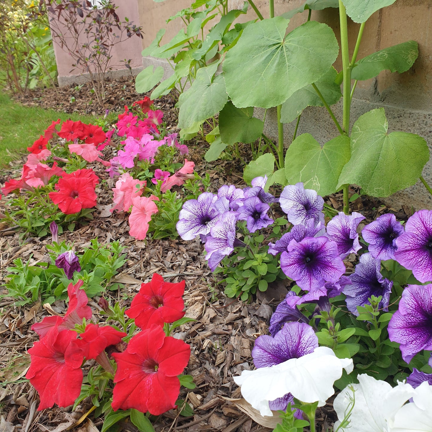 Petunia Seeds