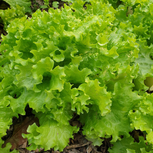 Lettuce Seeds