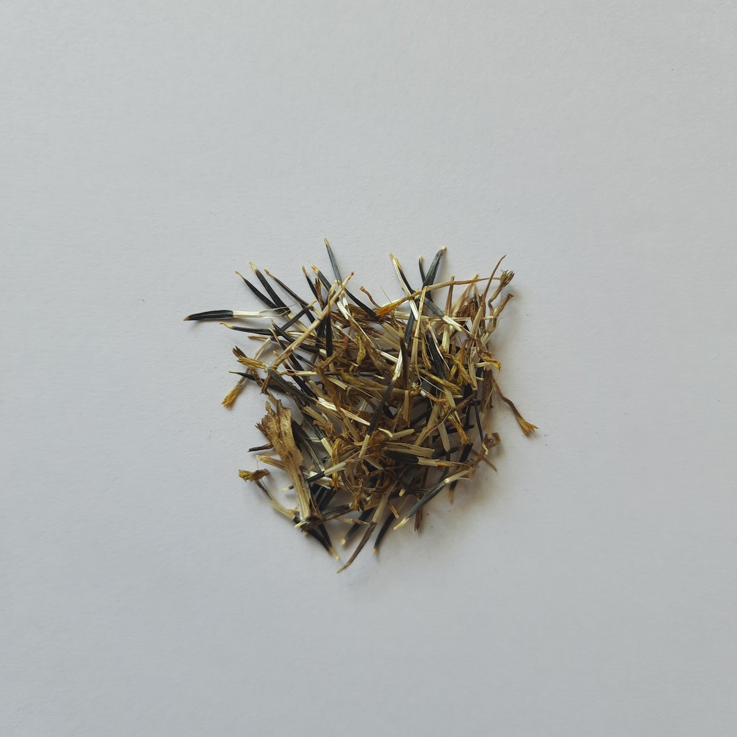 Marigold Seeds