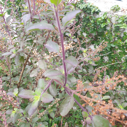 Holy Basil Seeds