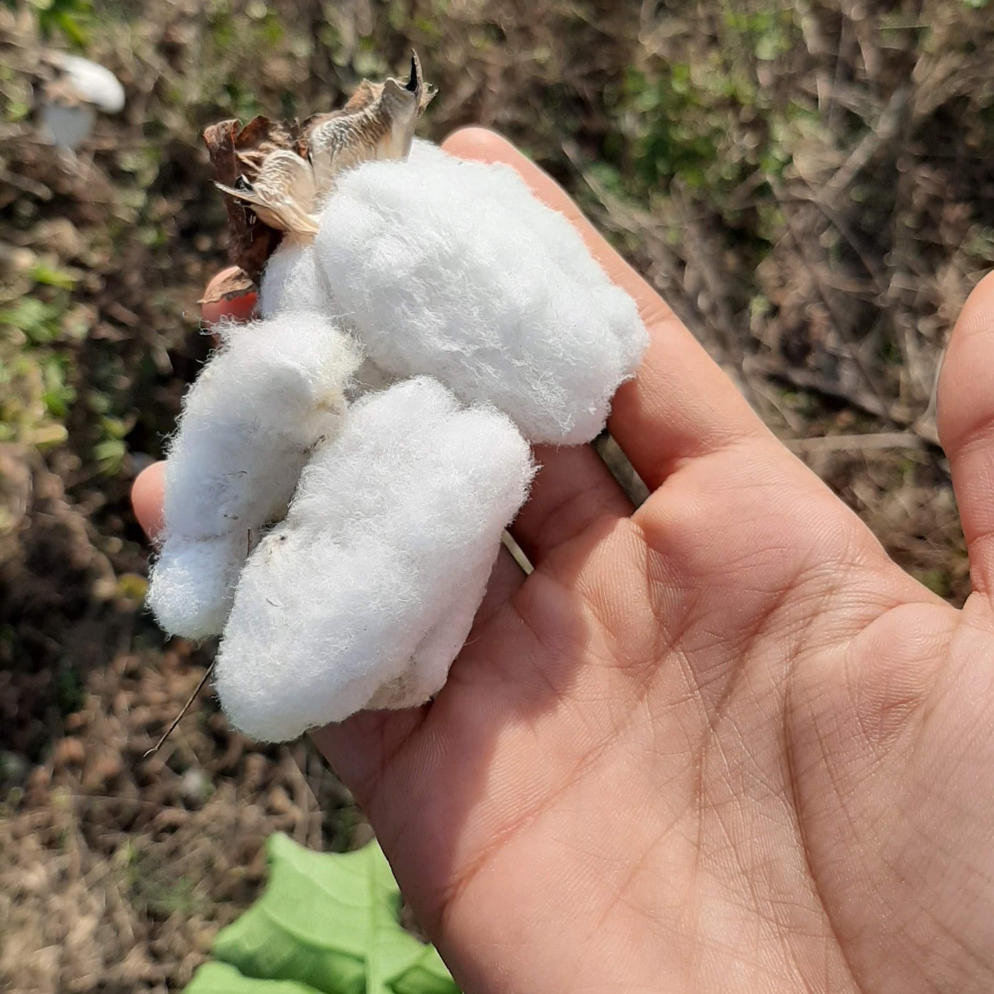 Cotton Seeds