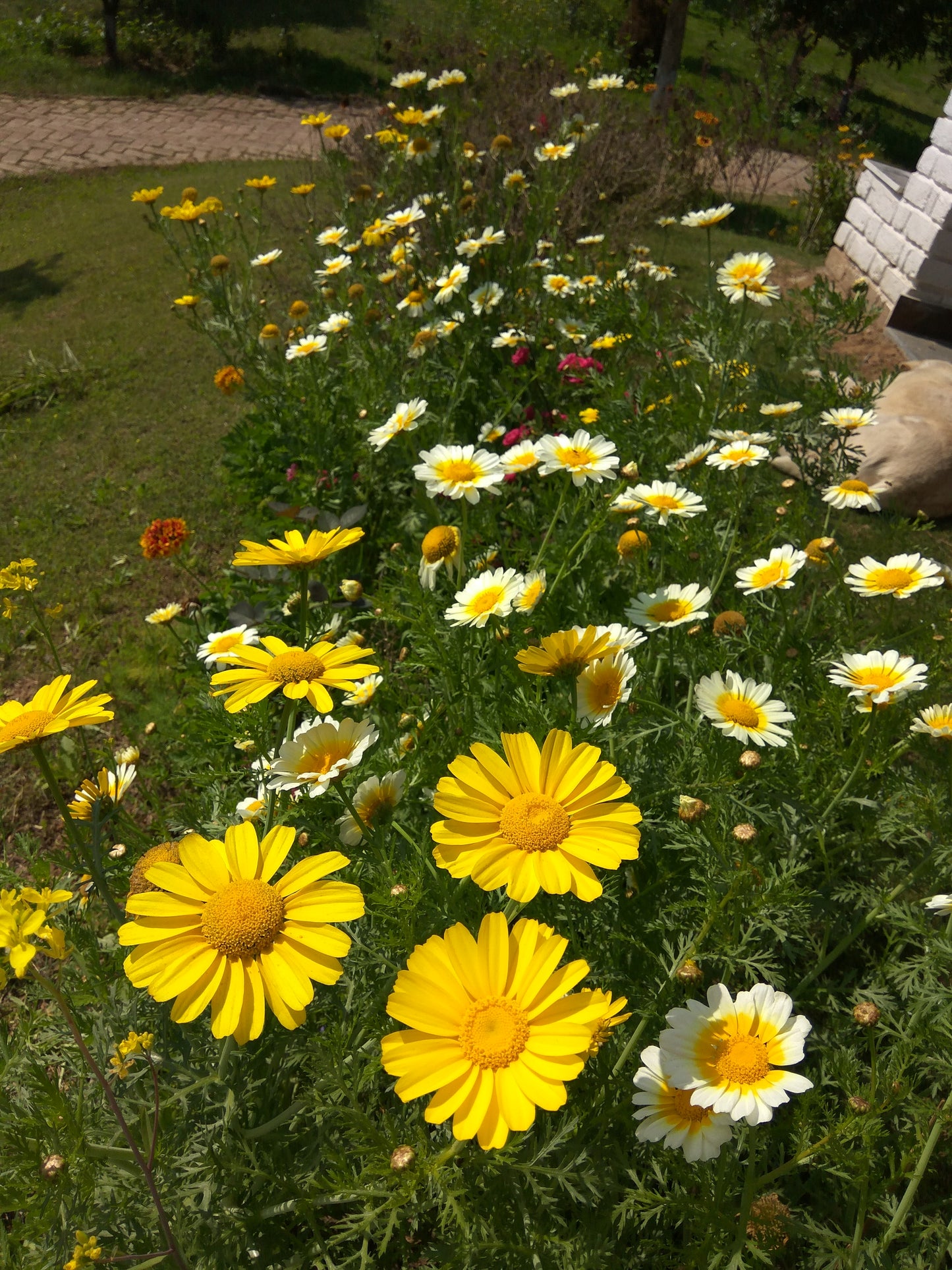 Crown Daisy Seeds