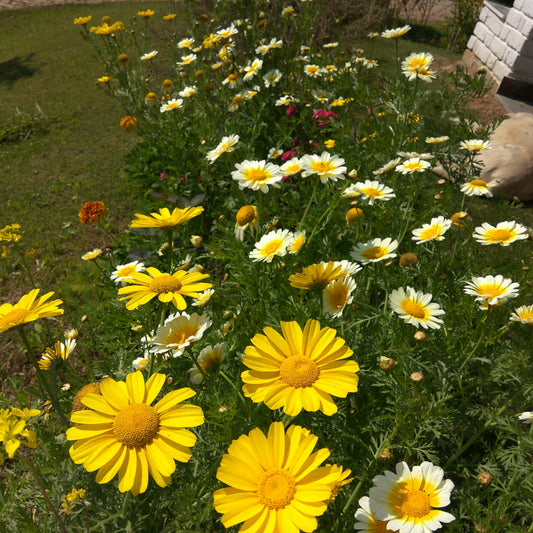 Crown Daisy Seeds