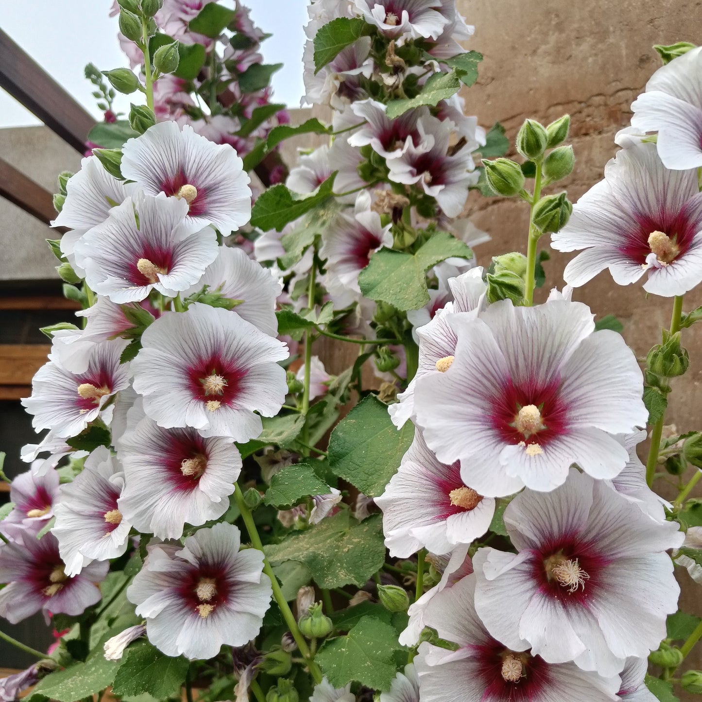 Hollyhock Seeds