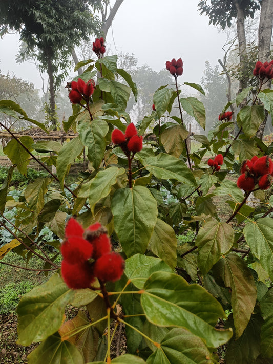 Sindoor Teeka Seeds