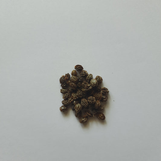 Papaya seeds