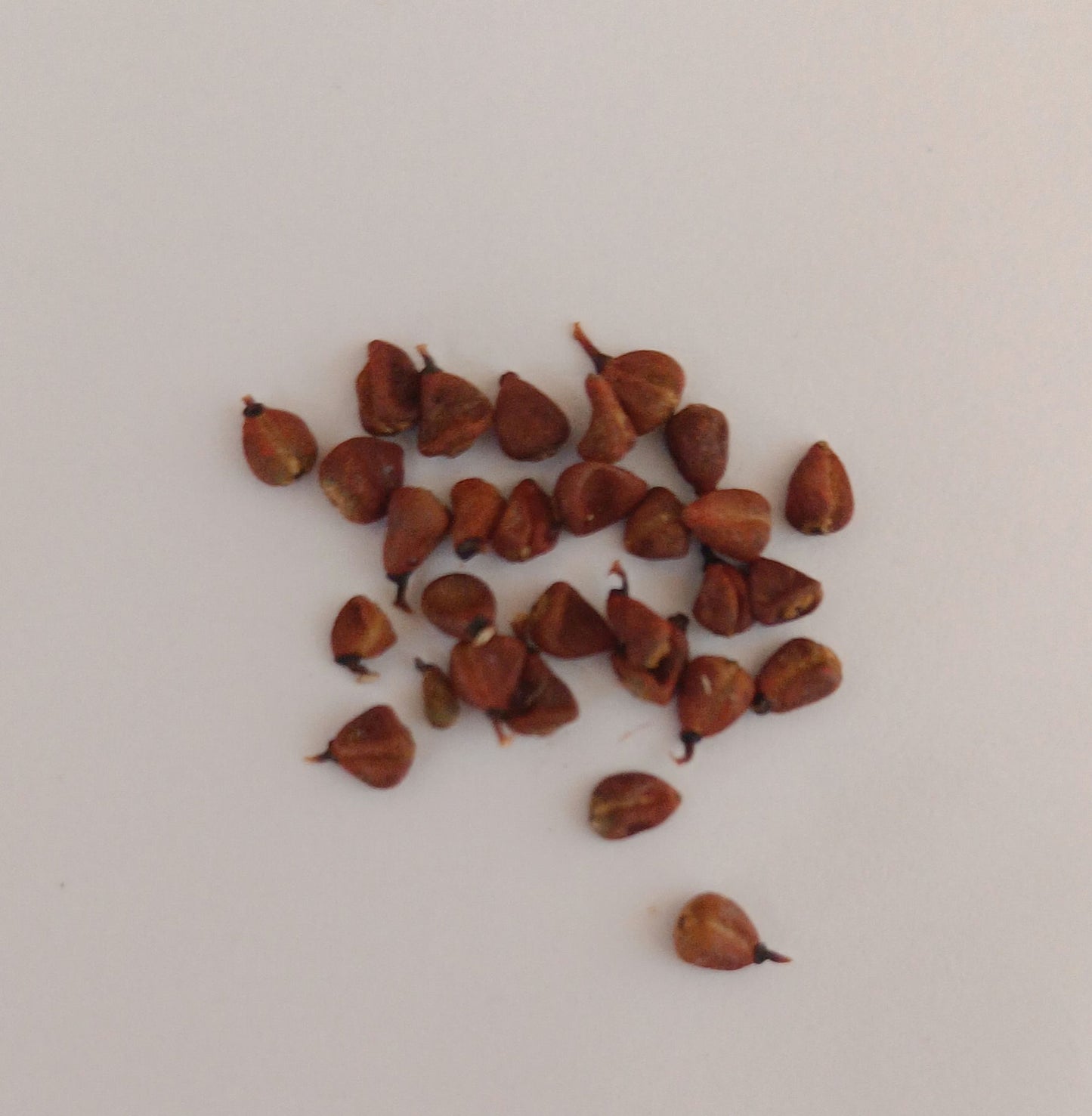 Sindoor Teeka Seeds