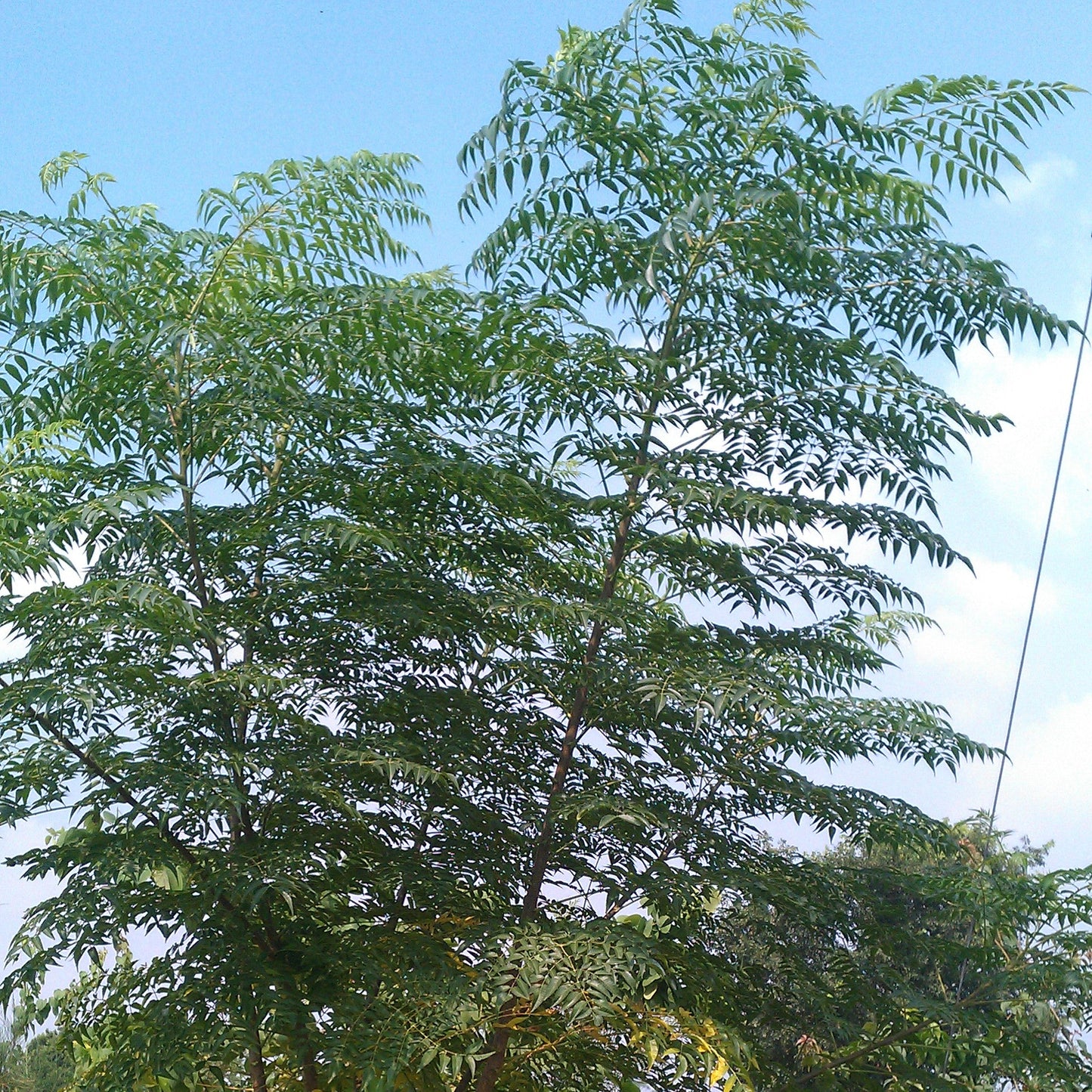 Chinaberry | Bakain Seeds