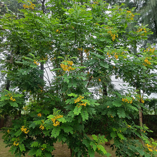 Glossy Shower Seeds