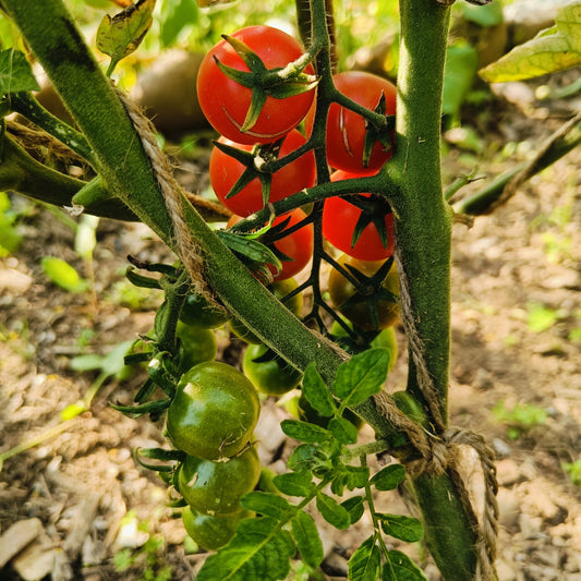 Tomato Seeds - Cherry