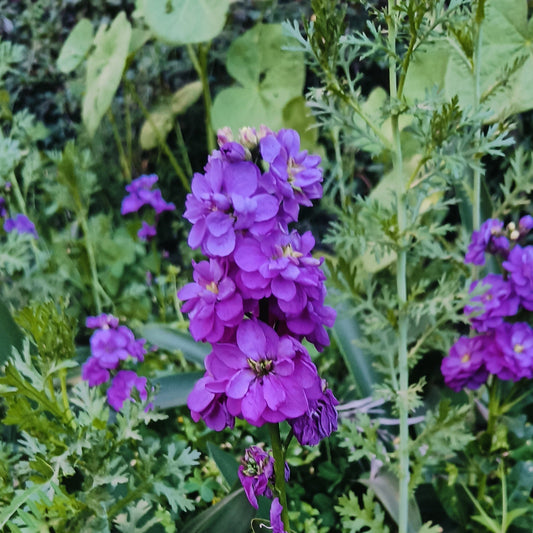 Stock Flower Seeds