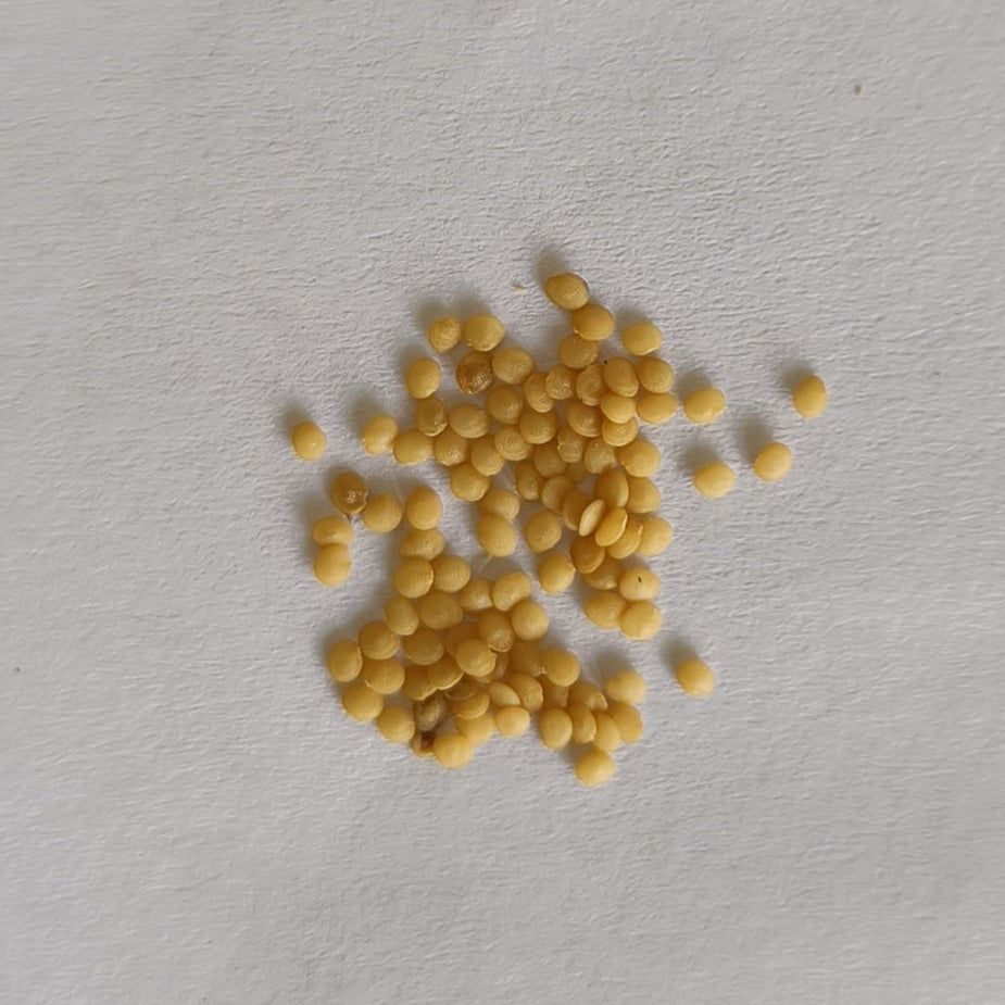 Cape Gooseberry | Rashbhari Seeds