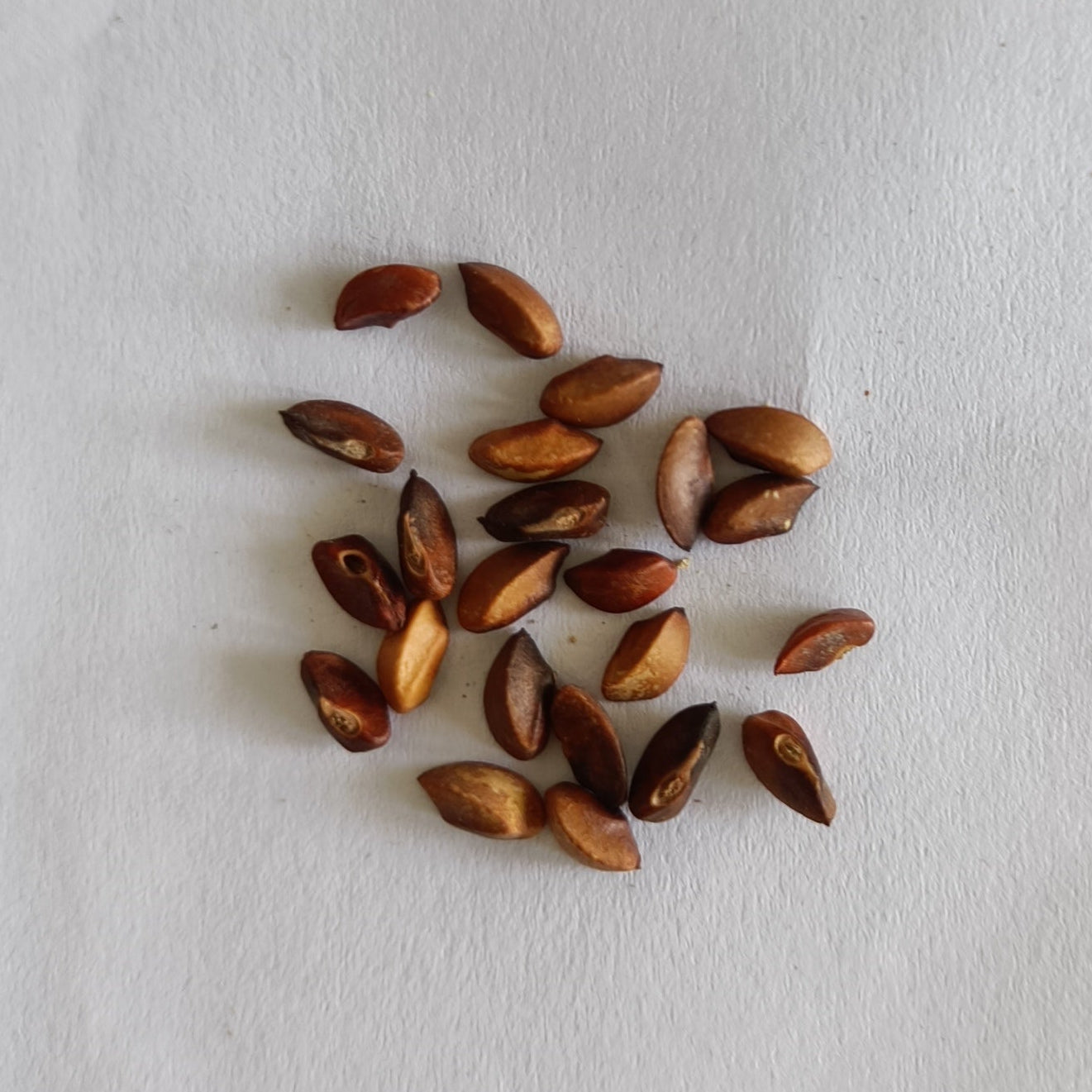 Indian Gooseberry | Amla Seeds