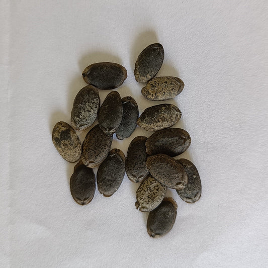 Sponge Gourd | Tori seeds (Light Green)