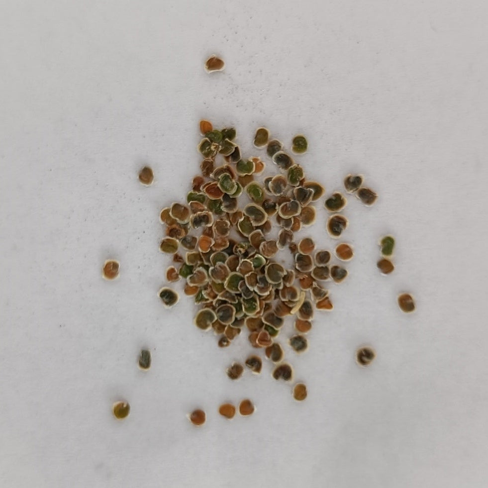 Stock Flower Seeds