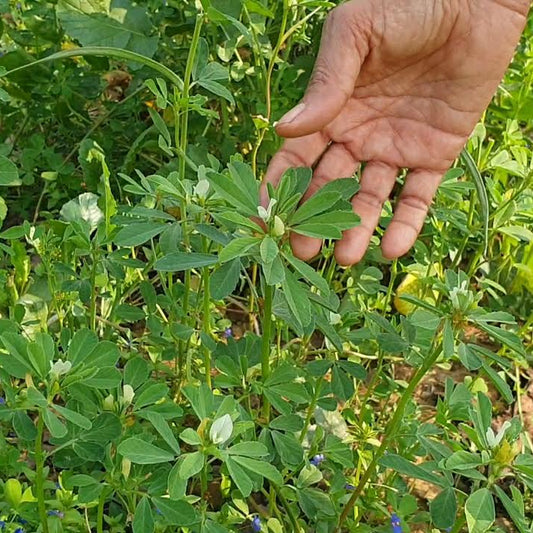 Fenugreek seeds