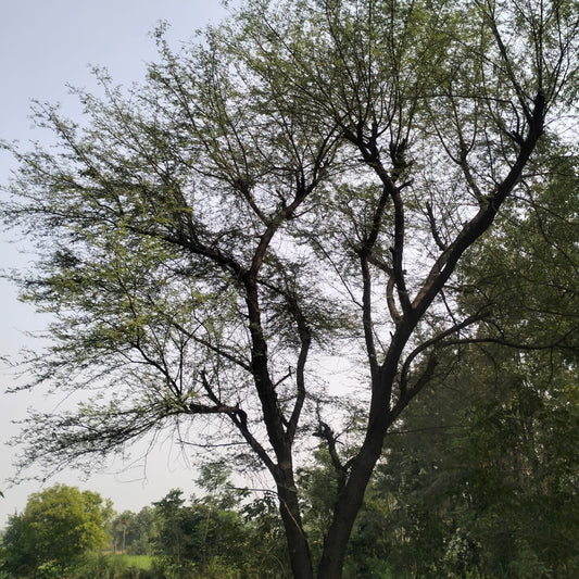 Keekar | Babool Seeds