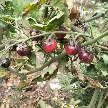 Tomato Seeds (Black Strawberry)
