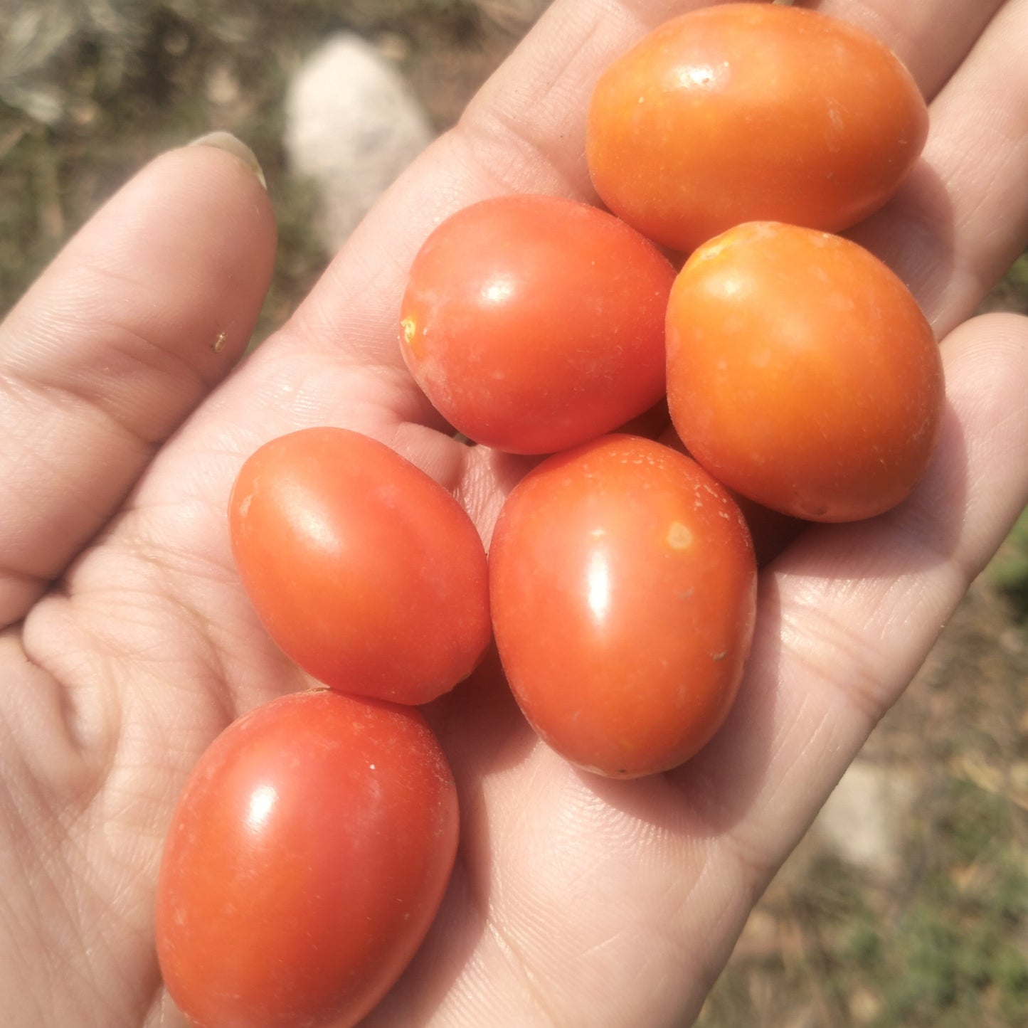 Tomato Seeds
