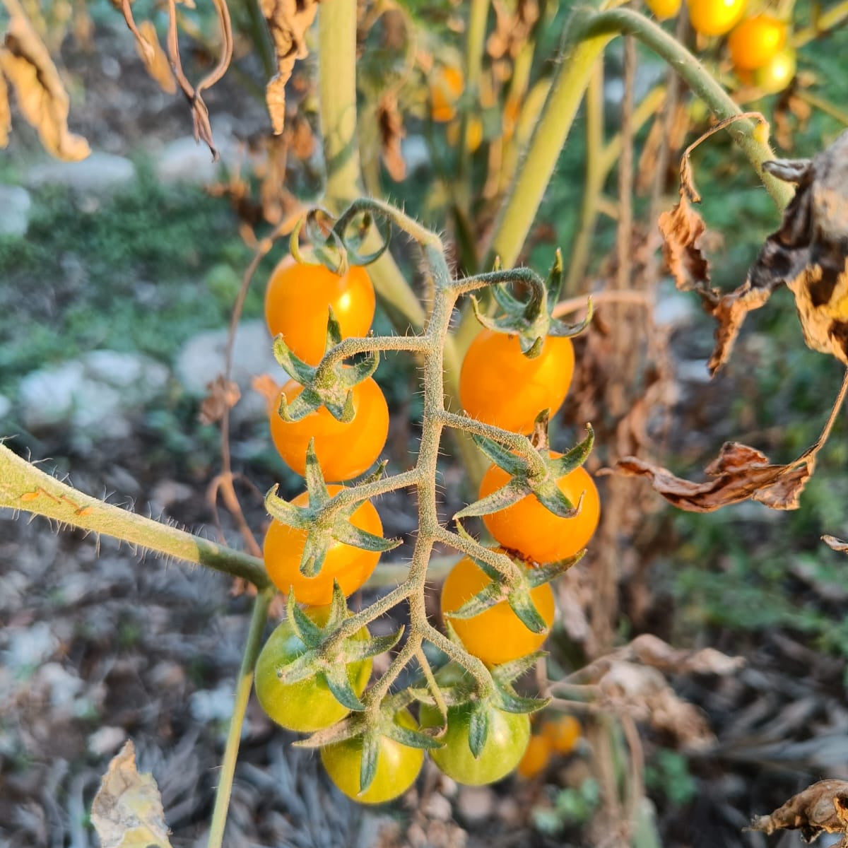 Tomato Seeds