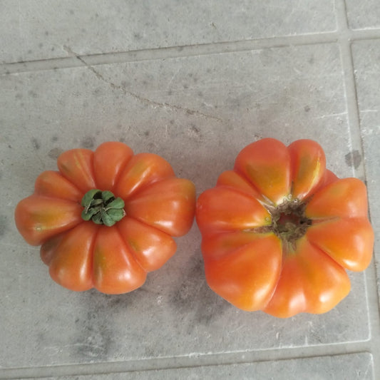 Tomato Seeds