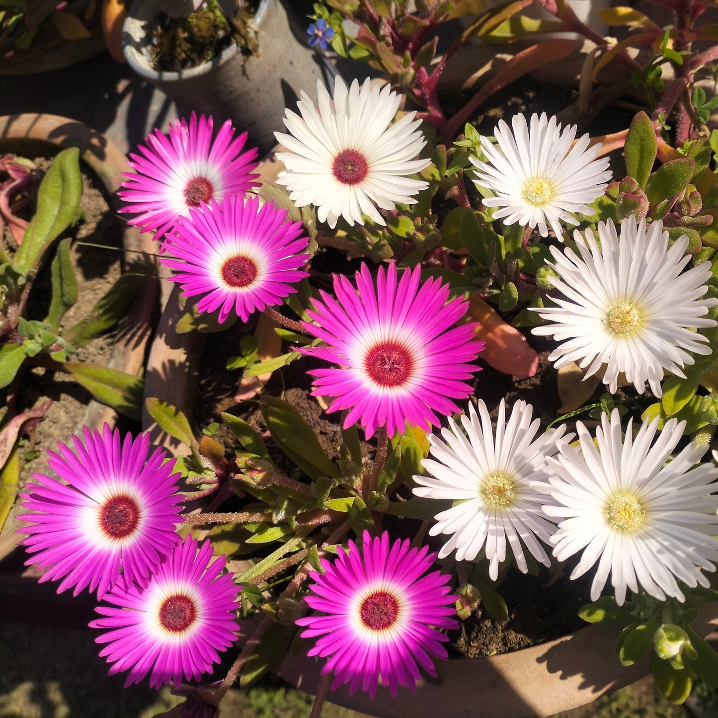 Ice Plant (Burf) Seeds
