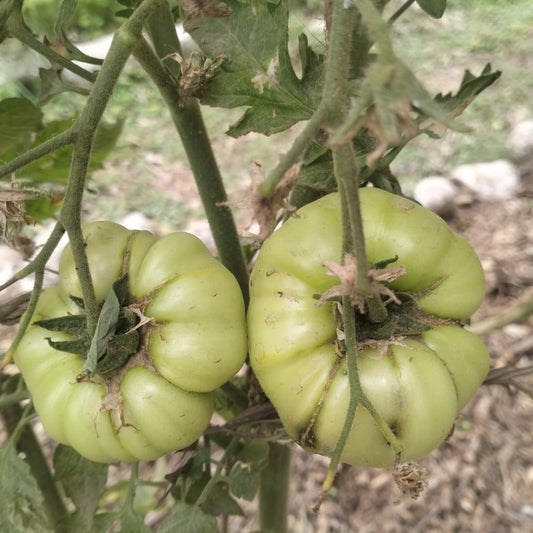 Tomato Seeds