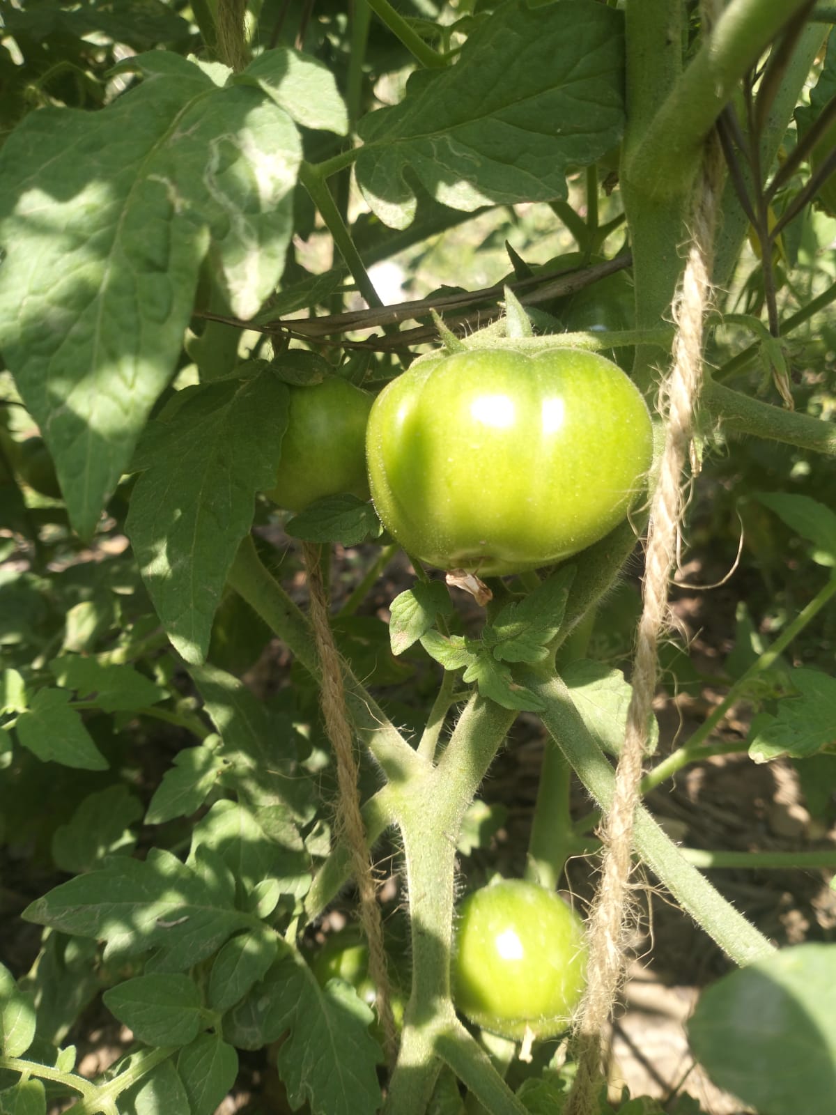 Tomato Seeds