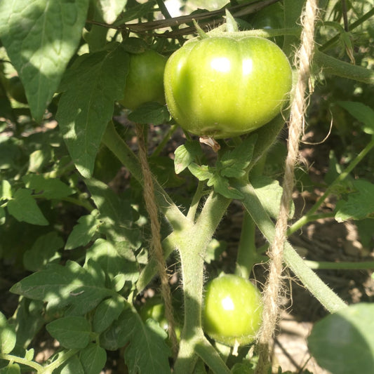 Tomato Seeds