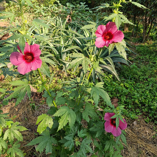 Hibiscus Seeds