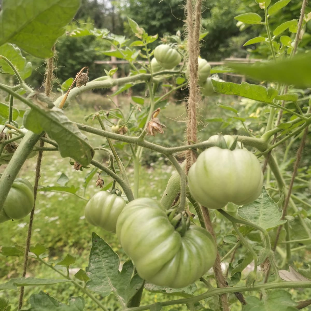 Tomato Seeds