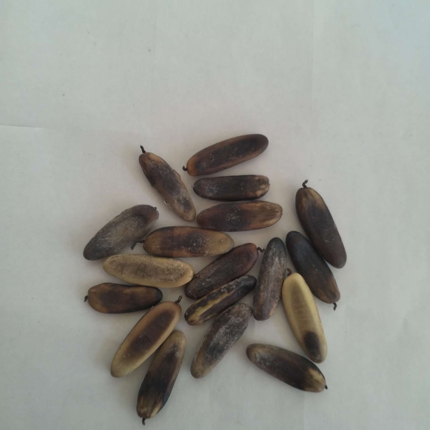 Gulmohar tree seeds