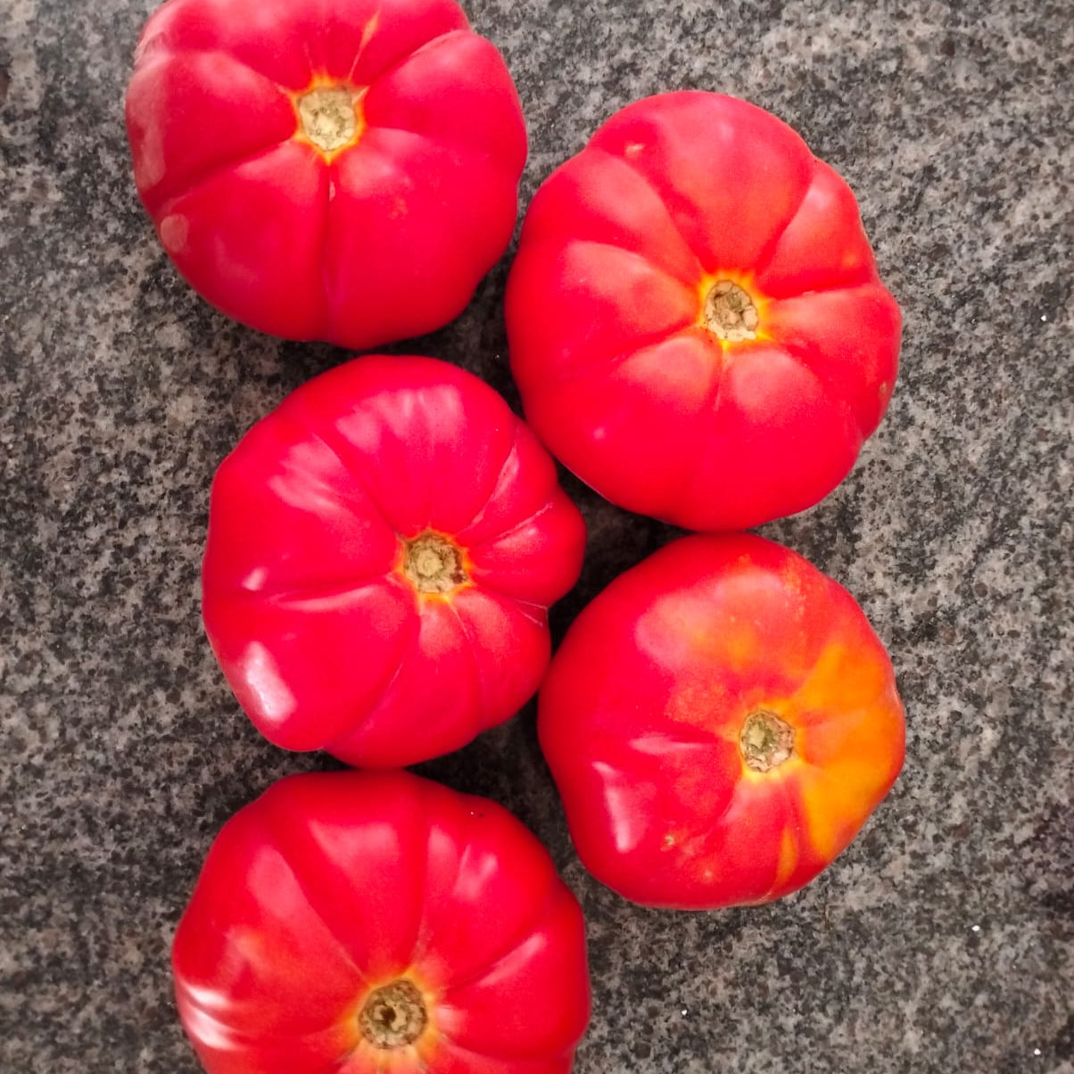 Tomato Seeds