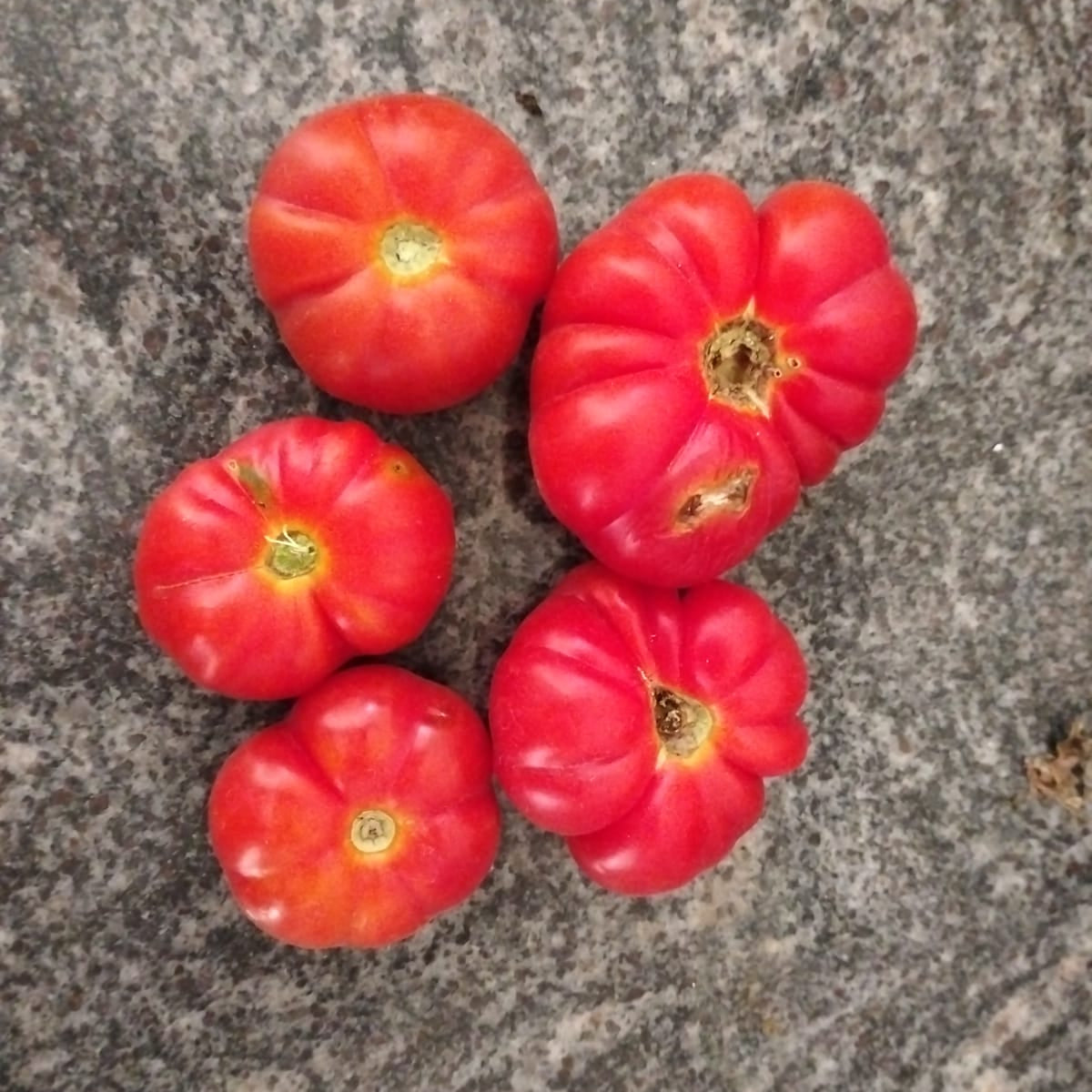 Tomato Seeds